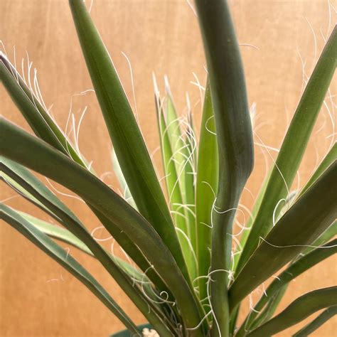 Yucca baccata【ユッカ・バッカタ・実生】 | RIMO'S GREEN 【Saboten & Succulent】