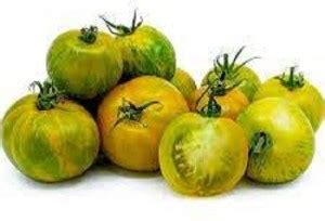Sjeme Green Zebra tomato seeds Seed Price in India - Buy Sjeme Green ...