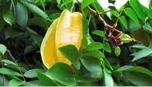 AMAZING STORE Live Plant Star Fruit Carambola (Kamranga) Flower And ...