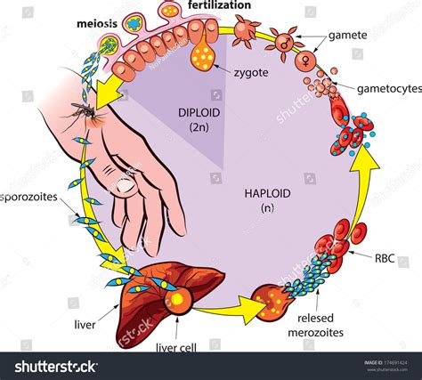 Simple Plasmodium Life Cycle