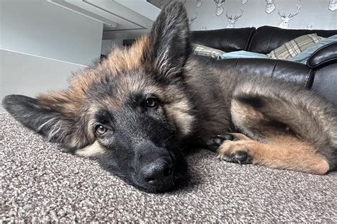 How To Draw A Baby German Shepherd