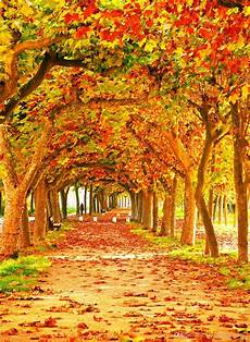 Fall Backgrounds 2019 by 2019 Fall Photography Backdrop Orange Maple Leaves Trees Fall Backgrounds 2019