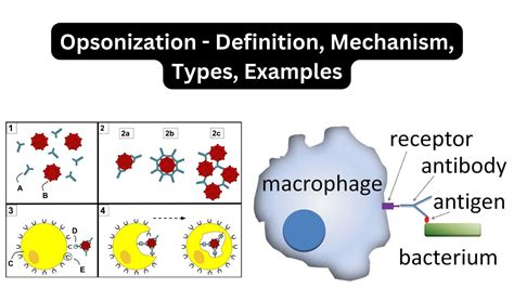Agglutination Reaction - Definition, Types, Mechanism, Applications - Biology Notes Online