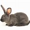 Image result for Cute Rabbit Breeds
