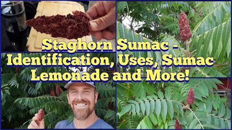 Sumac Tree Identification 的图像结果