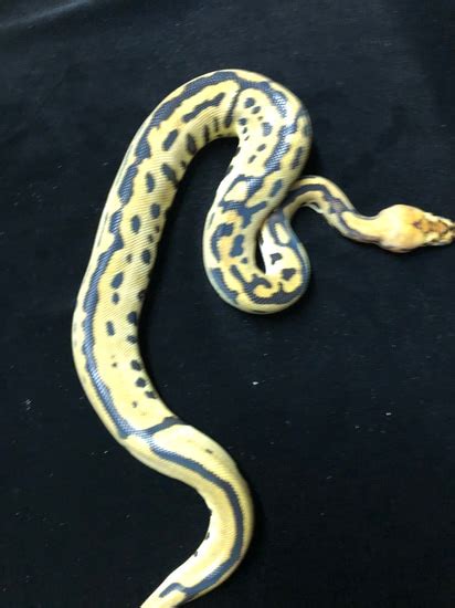 Wicked Wicked Reptiles Ball Python 的图像结果