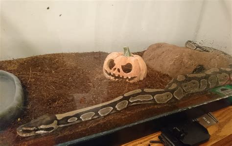 PSA to all central Ohio Reptile owners: Do not buy from "Captive Born ...