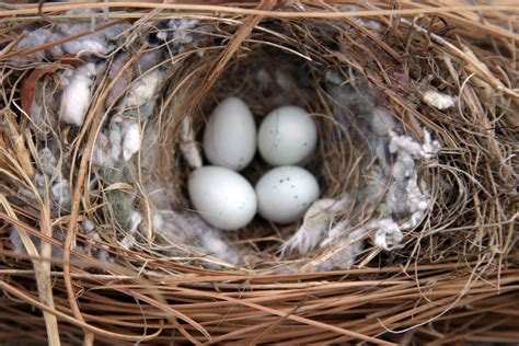 What Do House Sparrows Nests & Eggs Look Like? | Terminix