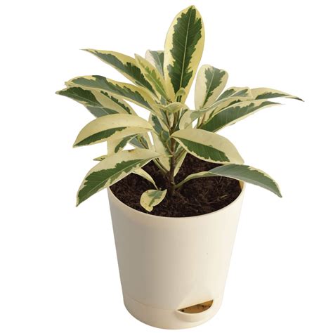 UGAOO Ficus Prestige Plant with Self Watering Pot : Amazon.in: Garden ...
