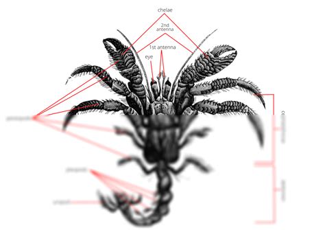 Crab Phylum Order at Darcy Bromley blog