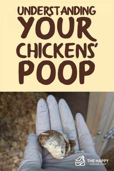 Image result for Different Types of Chicken Poop