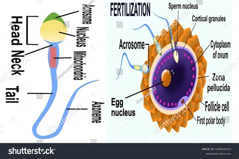 Image result for Gamete Example