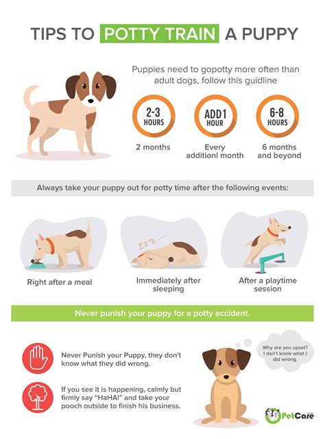 Puppy Toilet Training Guide (Schedule & Tips) | PetCare