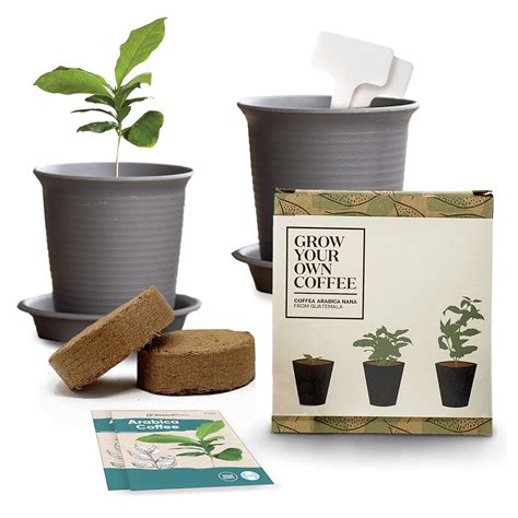 Grow Your Own Coffee Plant Kit Pack Of 2 Coffea | Desertcart INDIA