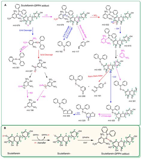 Dual Effect of Glucuronidation of a Pyrogallol-Type Phytophenol ...