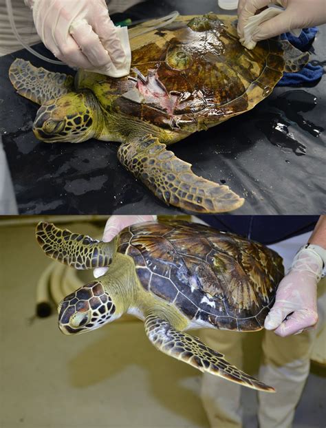 Sea Turtle Hospital: Amazing Healing of Bristol's Shell Fracture