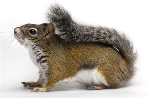 Species 的图像结果