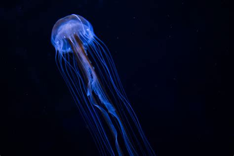 Deep Ocean Jellyfish