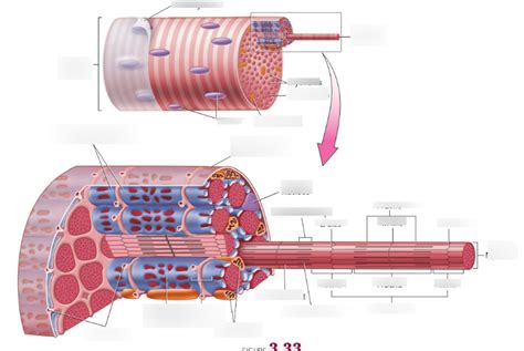 Image result for Skeletal Muscle Fiber Structure