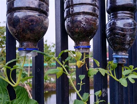 Why Do Plants Grow Downwards at Ralph Ray blog