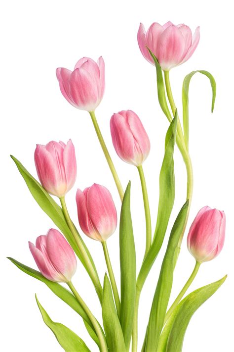 flowers drawing tulip