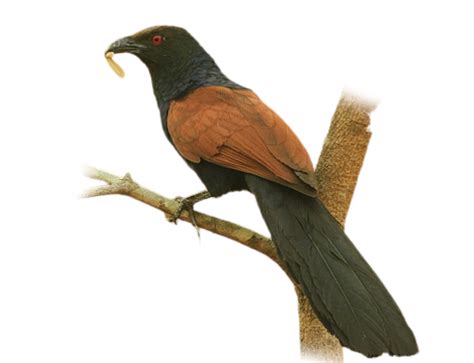 বাংলার ৭০ টি চেনা অচেনা পাখীর নাম ও ছবি - All birds of Bengal with name ...