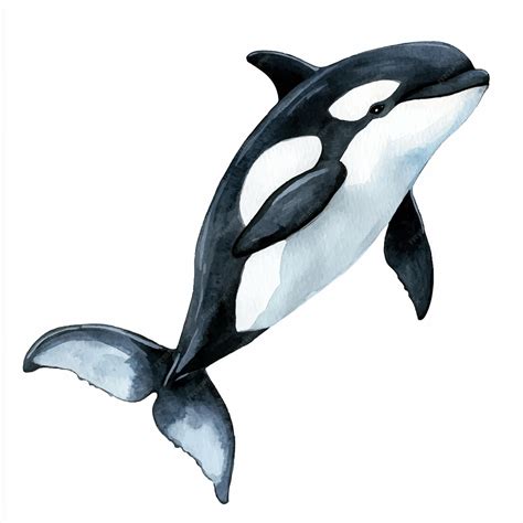 Orca cute watercolor clipart illustration isolated | Premium AI ...