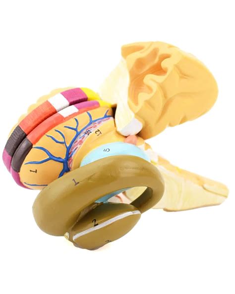 Ynb Human Brain Intracerebral Sac And Basal Ganglia Model Pvc ...