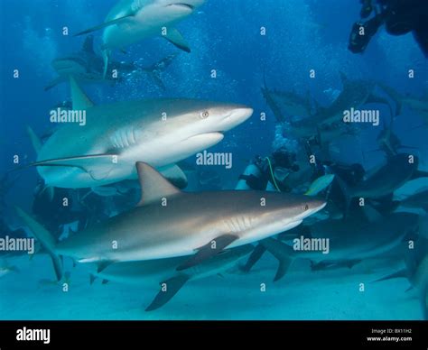 Caribbean reef sharks divers bahamas hi-res stock photography and ...