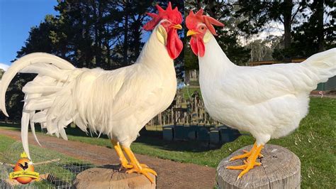 8 Mejores razas de gallinas ponedoras para tener en casa