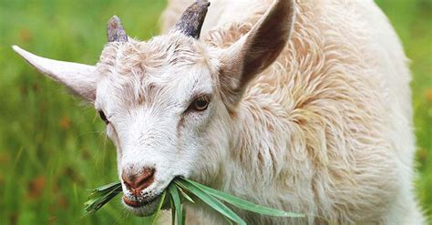 Image result for Angora Goat Wool