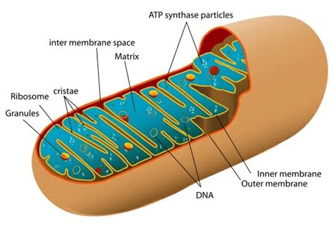 Cell: Structure and Functions Class 8 Notes Science Free PDF