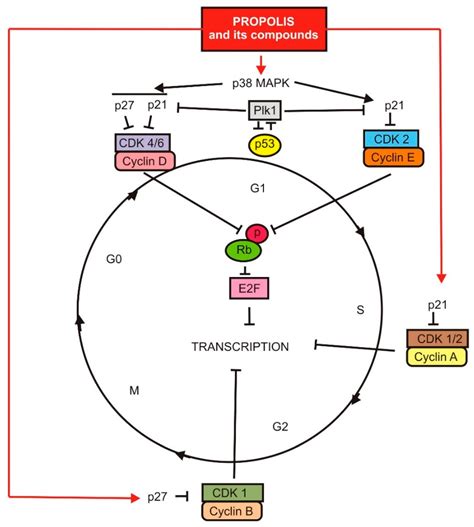 Anticancer Activity of Propolis and Its Compounds