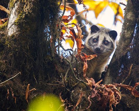 Pics Of Singalila National Park Are A Prompt For Nature's Lost Glory