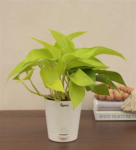 Money Plant Golden For Environment Day Gifting – Ugaoo