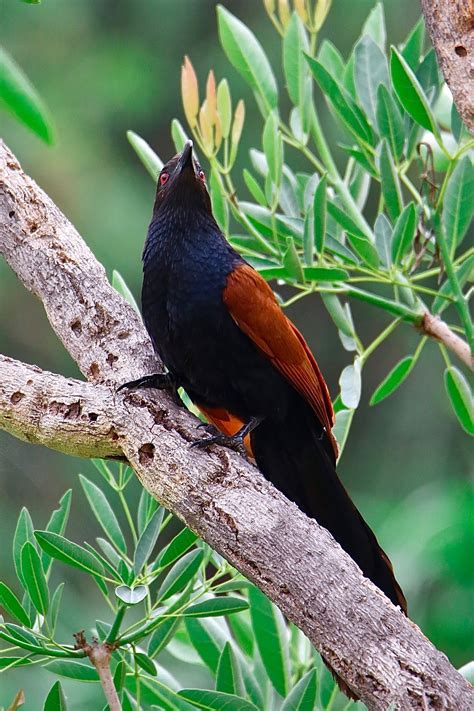 Greater Coucal Can't Fly Up