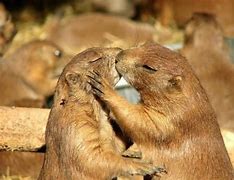 Image result for Cute Animal Couples
