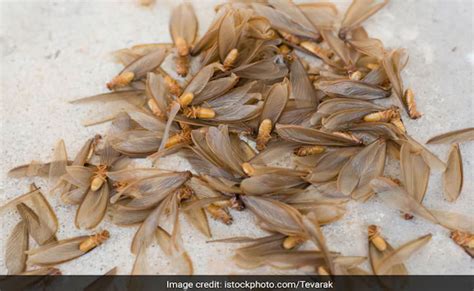 बारिश के कीड़ों को भगाने के लिए बस छिड़क दें घर पर बना यह स्प्रे, उड़ने ...