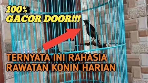Merawat Konin agar Bisa Niru Suara Burung Lain - Featured Image