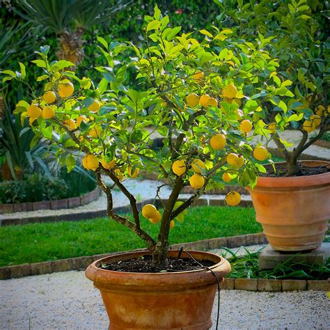 Meyer Lemon Tree Meyer Lemon Trees For Sale Buying & Growing Guide