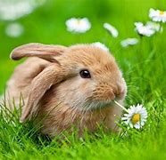 Image result for Spring Bunnies and Flowers Pics