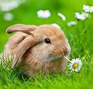Image result for Adorable Bunnies of Spring