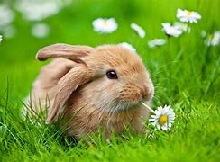 Image result for Spring Bunny Clip Art