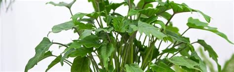 Garden Art Xanadu Philodendron Live Plant Easy to Care, 5" Pot Air ...