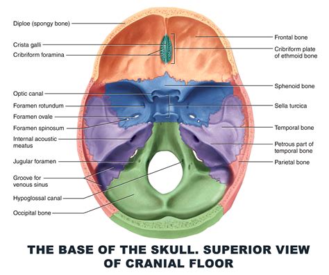 Skull Anatomy Superior View at Bobby Holman blog