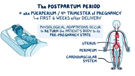 Nursing Care for the Postpartum Woman: Video, Causes, & Meaning | Osmosis