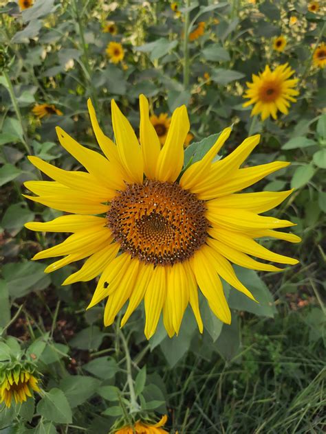 ملف:A sunflower-Edited.png - ويكيبيديا، الموسوعة الحرة