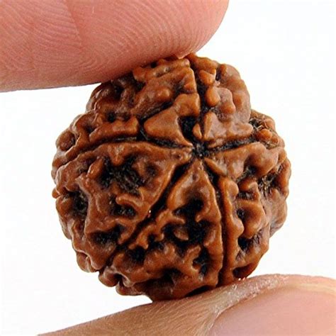 5 Mukhi Rudraksha – Astro Guru