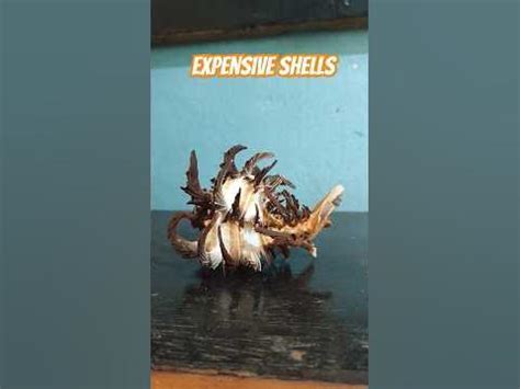 Image result for Expensive Shells