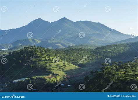 Pine forest in Da Lat stock photo. Image of asia, high - 76559838